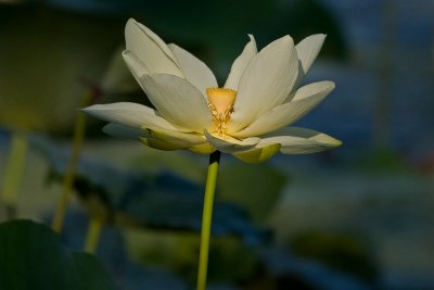 IMG_4241.jpg