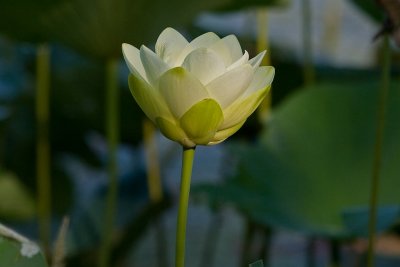 IMG_4244.jpg