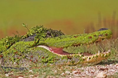 brazos_bend_state_park