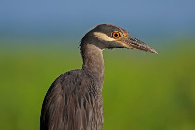 IMG_2679.jpg
