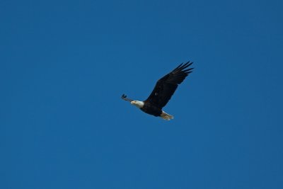 Bald Eagle at Hagerman
