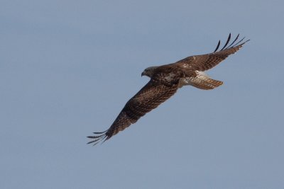 Red-tailed Hawk (ID Correction Welcomed)