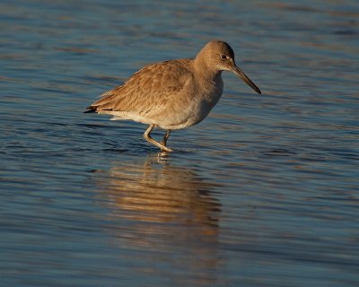 Willet