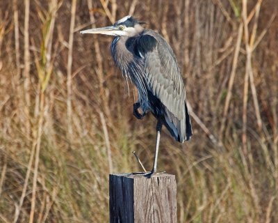 Great Blue Heron