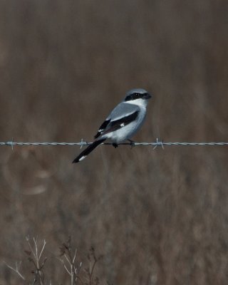Loggerhead Shrike