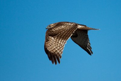 Red-tailed Hawk (ID Correction Welcomed)