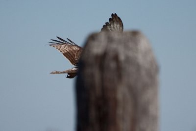 Anahuac National Wildlife Refuge