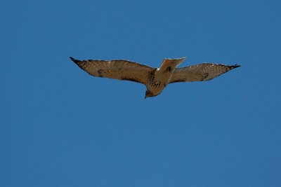 IMG_3821.jpg