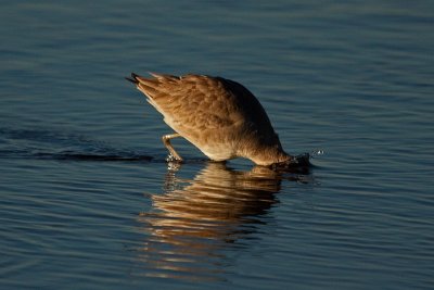 IMG_3896.jpg