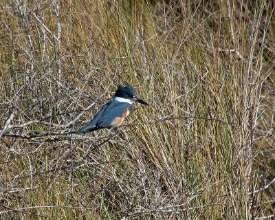 IMG_3959.jpg