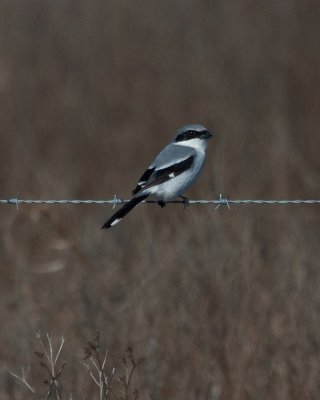 IMG_4016.jpg