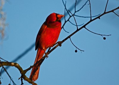 Northern Cardinal