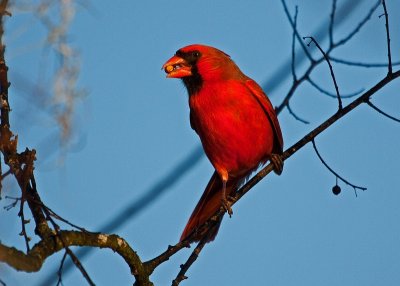 Northern Cardinal