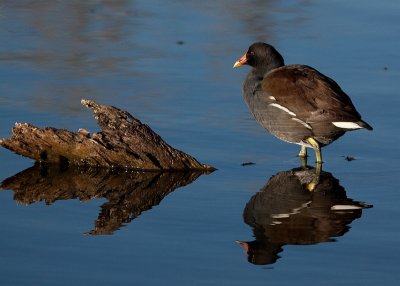 Common Moorhen