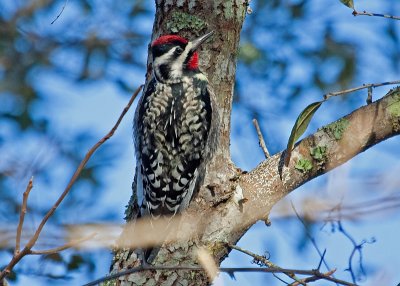 Yellow-bellied Sapsucker