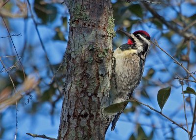 Yellow-bellied Sapsucker