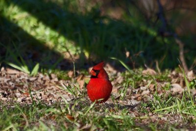 Northern Cardinal