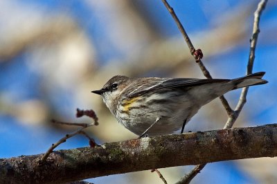 Yellow-rumped Warbler