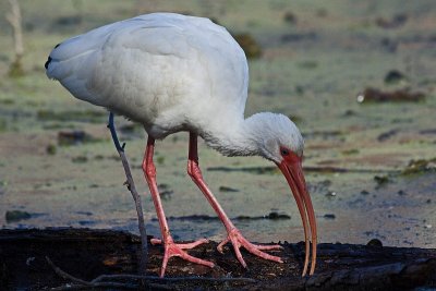 White Ibis