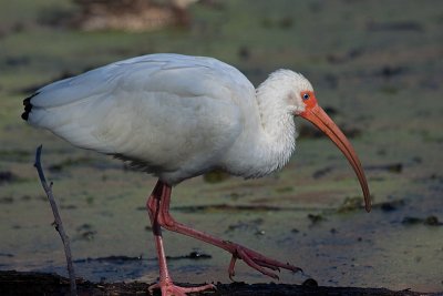 White Ibis
