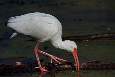 White Ibis