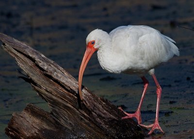 White Ibis
