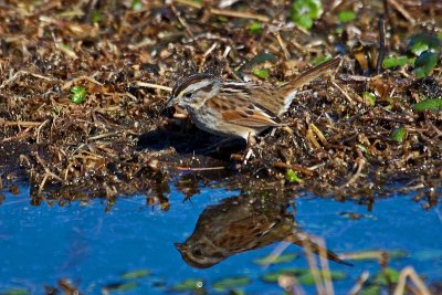 Field Sparrow