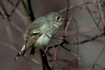 Ruby-crowned Kinglet