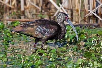 White-faced Ibis