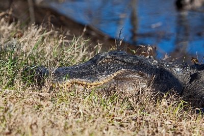 Sunning