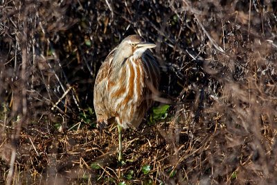American Bittern