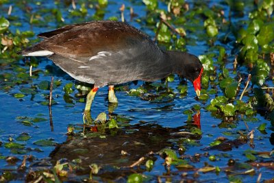 Common Moorhen