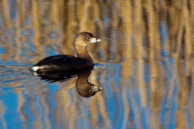 Pied-billed Grebe