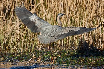 Landing