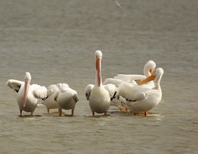 White Pelicans