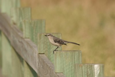 Mockingbird