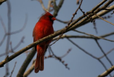 Cardinal