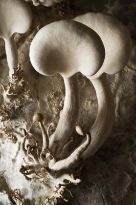 oyster_mushrooms