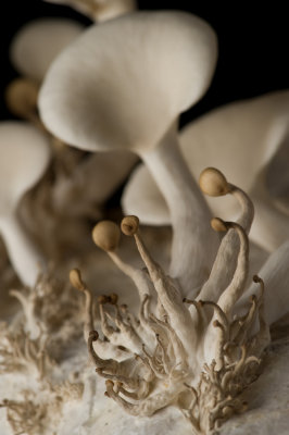 AL3_3877.jpg