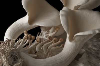 AL3_3907.jpg