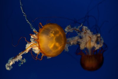 AL4_9377.jpg