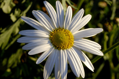 Daisy in the last of the day's sunlight