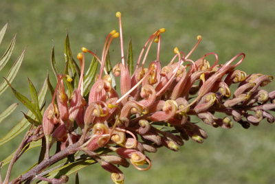 Grevillea - flower is about 8 long. I've lost the name tag!