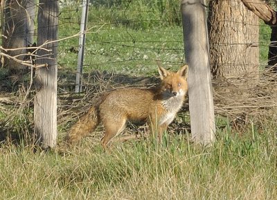 One-eyed Foxy Loxy