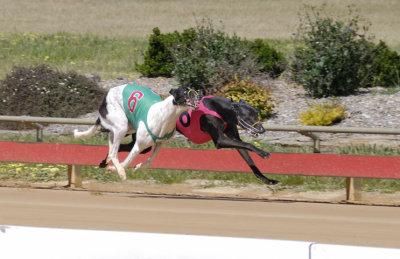 Flying greyhounds in the two moments of a stride when they have all four feet in the air. The black wins.