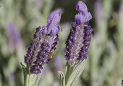 Lavender - with hunter and possible victim.