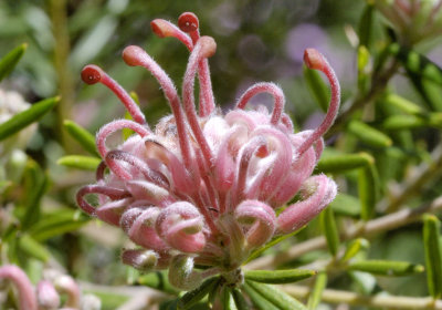 Grevillea Evan's Coronet