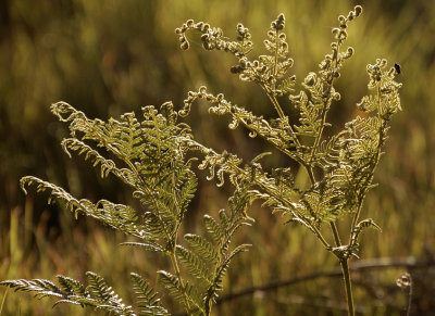 Early morning Bracken fern