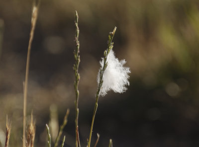 Feather