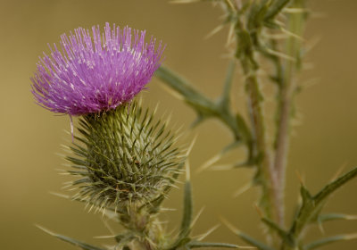 Thistle